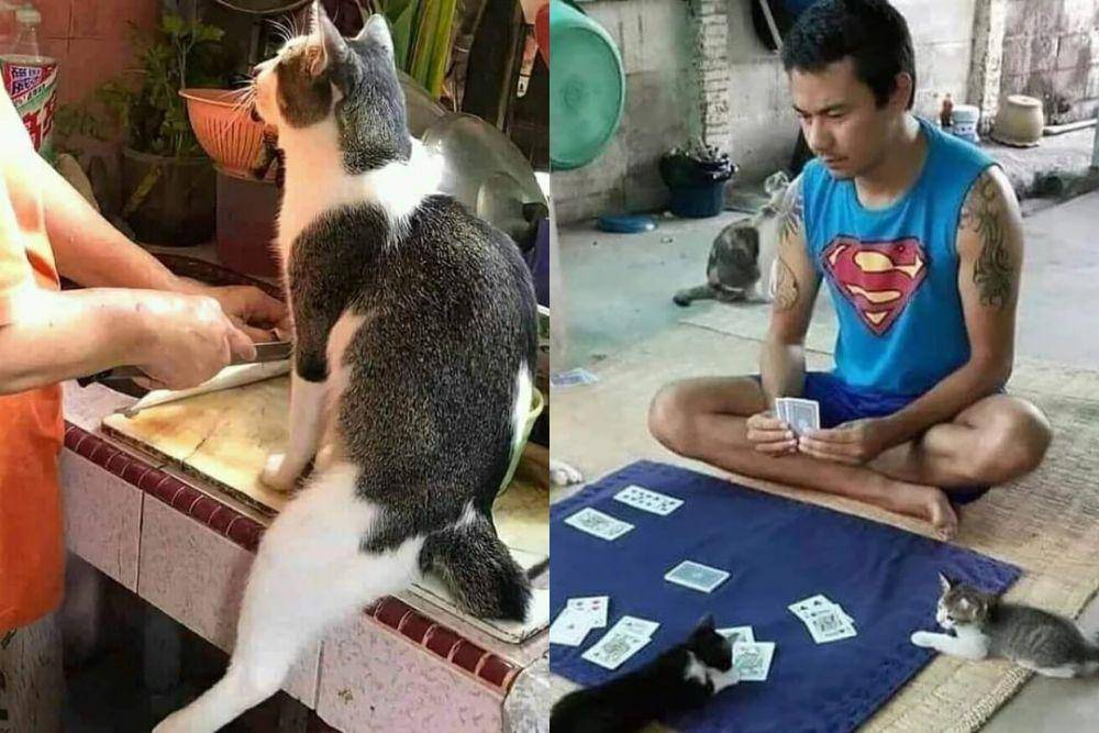 kucing menemani manusia beraktivitas (instagram.com/kochii_kochii | instagram.com/kucinggua)