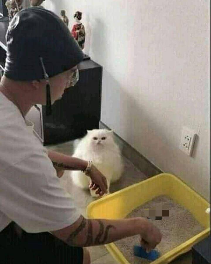 kucing menemani manusia membersihkan litter box (instagram.com/hewanlucu.lahat)