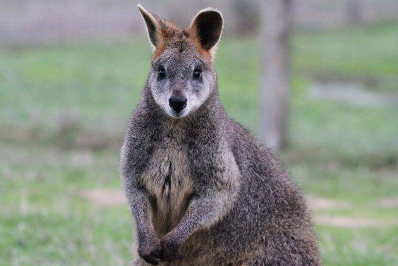 Swamp wallaby (mansfieldzoo.com.au)