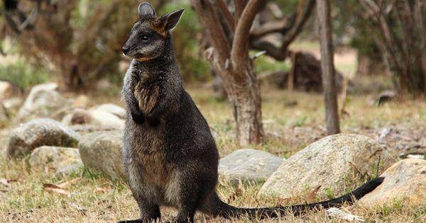 Swamp wallaby (en.wikipedia.org)