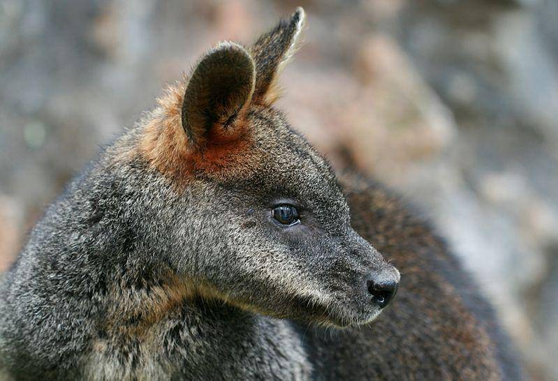 Swamp wallaby (en.wikipedia.org)