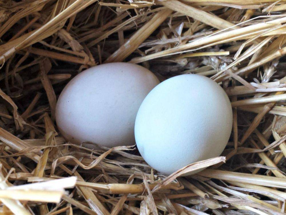 Telur bebek (hgtvhome.sndimg.com)