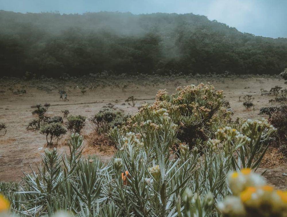 bunga edelweiss di Surya Kencana (instagram.com/kalenaefris)