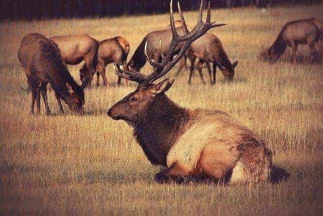 Elk jantan dominan bersama dengan kawanannya. (pixabay.com/Free-Photos)