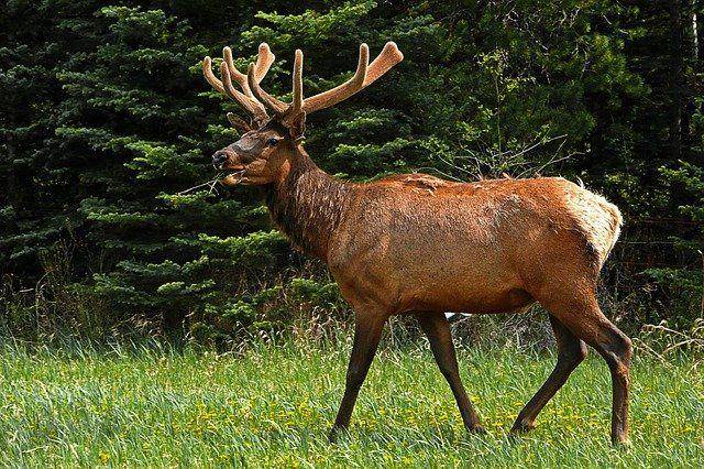 elk jantan yang sedang merumput (pixabay.com/ArtTower)