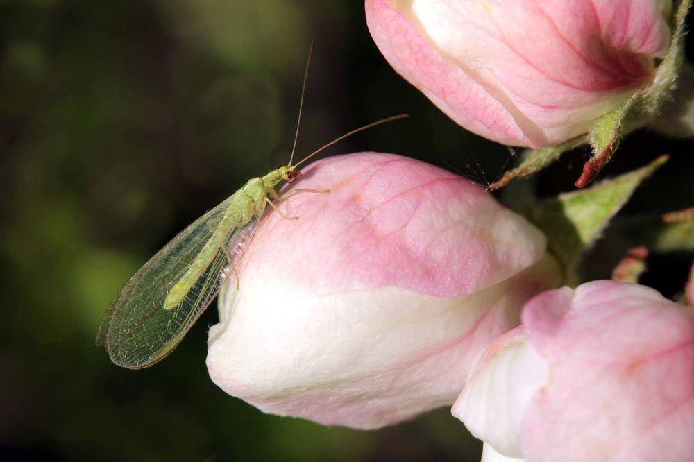 ilustrasi lacewing (pixabay.com/Henrix_photos)