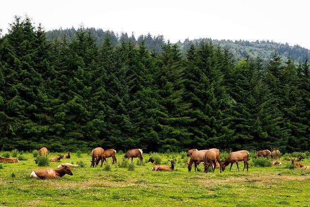 Kelompok besar elk betina dengan anaknya. (pixabay.com/12019)