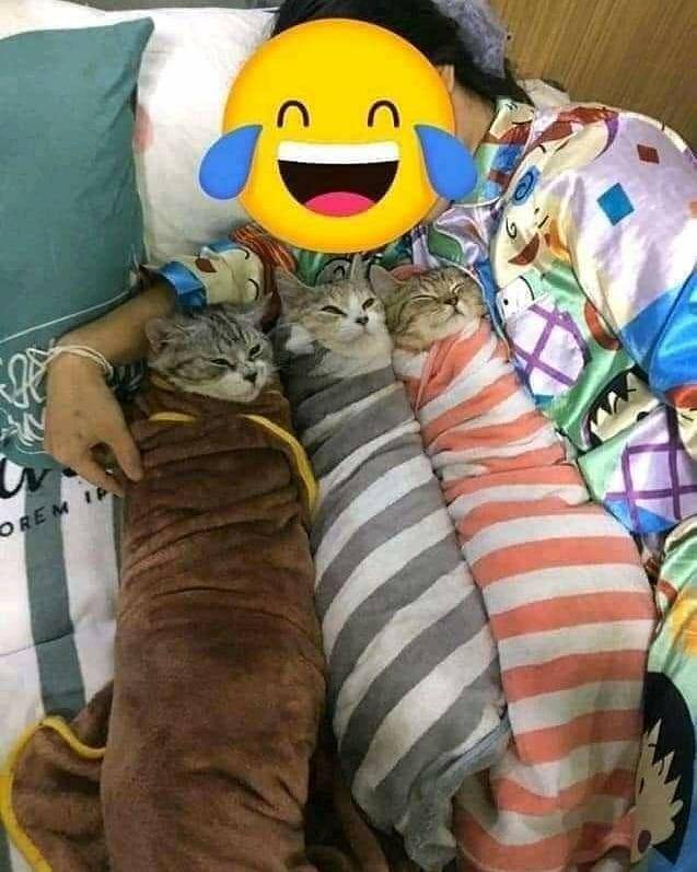kucing dibedong (instagram.com/kochii_kochii)