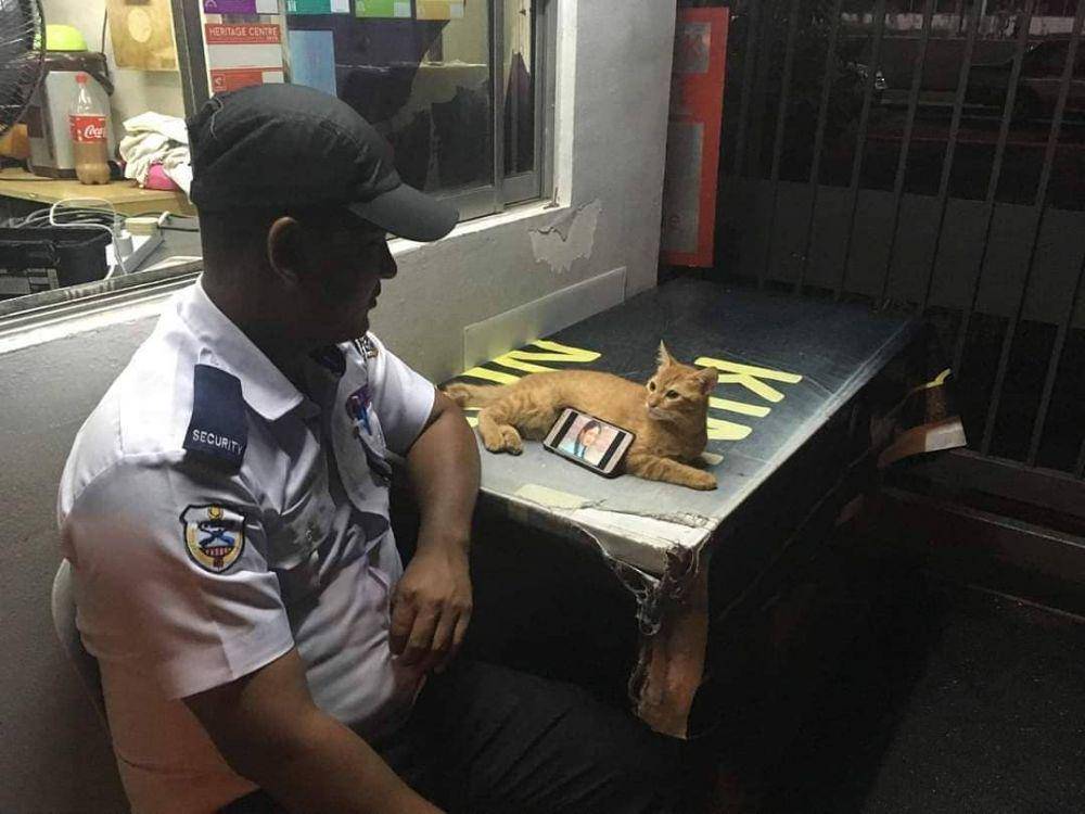kucing dijadikan senderan hp (instagram.com/instakocheng)