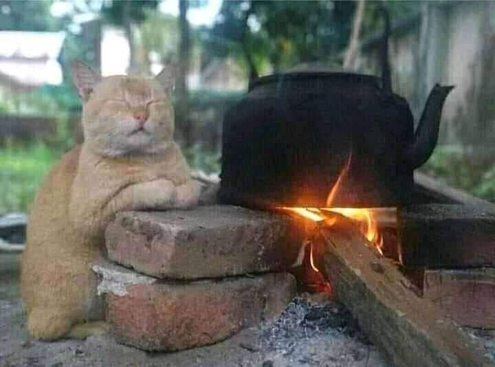 kucing menunggu air mendidih (instagram.com/kochii_kochii)