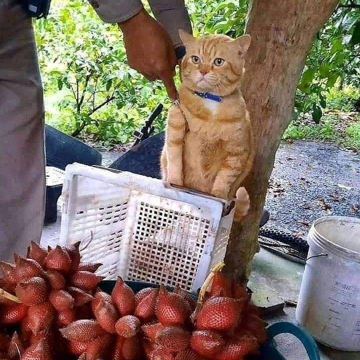 kucing jualan buah salak (instagram.com/kucingseru)