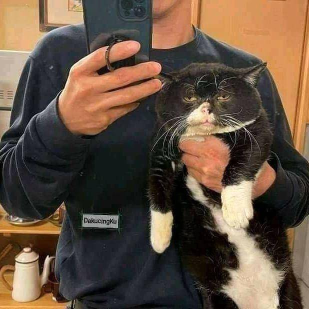 kucing diajak berfoto (instagram.com/kochii_kochii)