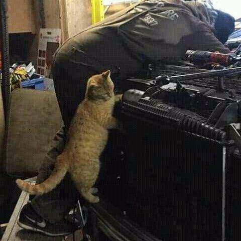 kucing jadi montir (instagram.com/gallerysioyen)