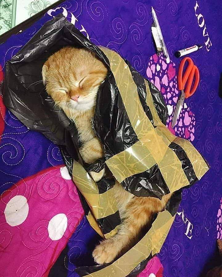 kucing dijadikan paket (instagram.com/bangpollpan)