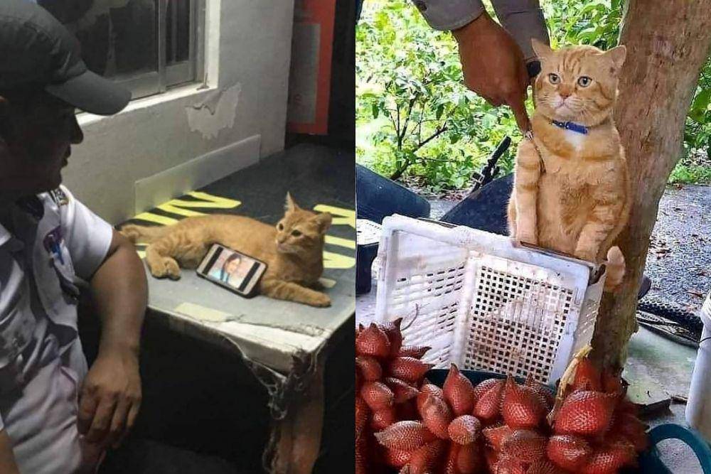 momen saat kucing dimanfaatkan oleh manusia (instagram.com/instakocheng | instagram.com/kucingseru)