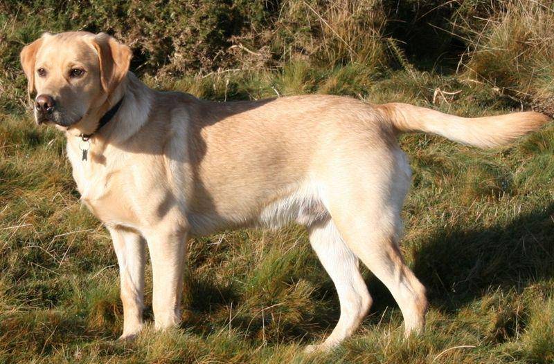 Labrador retriever (en.wikipedia.org)