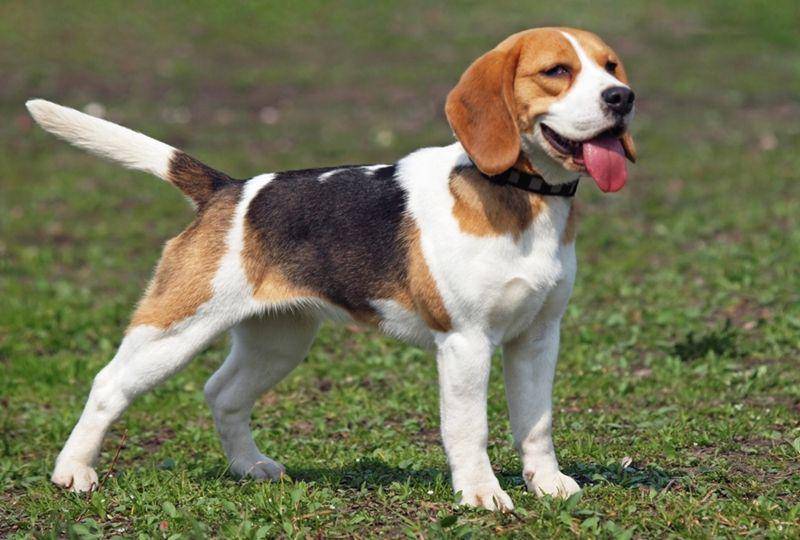 Beagle (petsforcare.com)