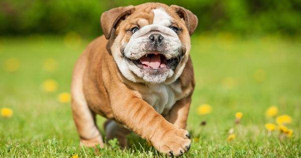 Bulldog (readysetpuppy.com)