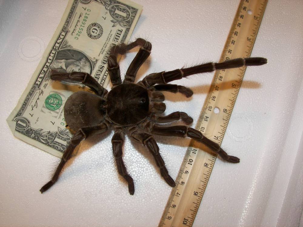 Goliath Birdeater (aaas.org)