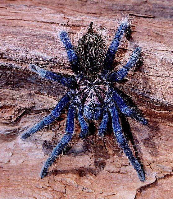 Colombian Lesserback biru (pinterest.com)