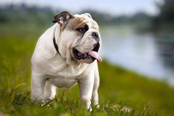 Bulldog (akc.org)