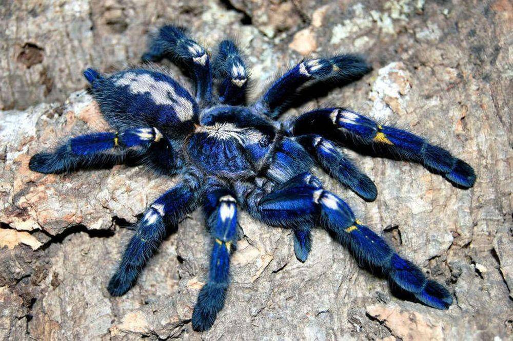 Gooty Sapphire Ornamental (thetyedyediguana.com)