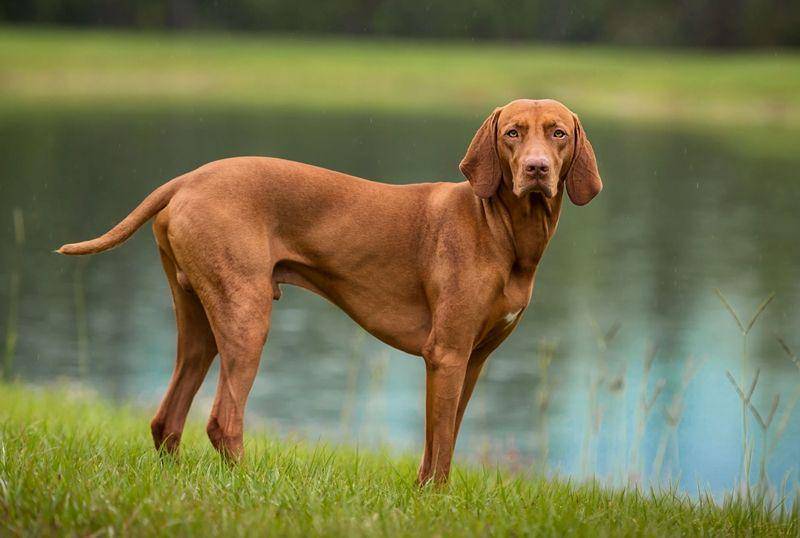 Vizsla (thesprucepets.com)
