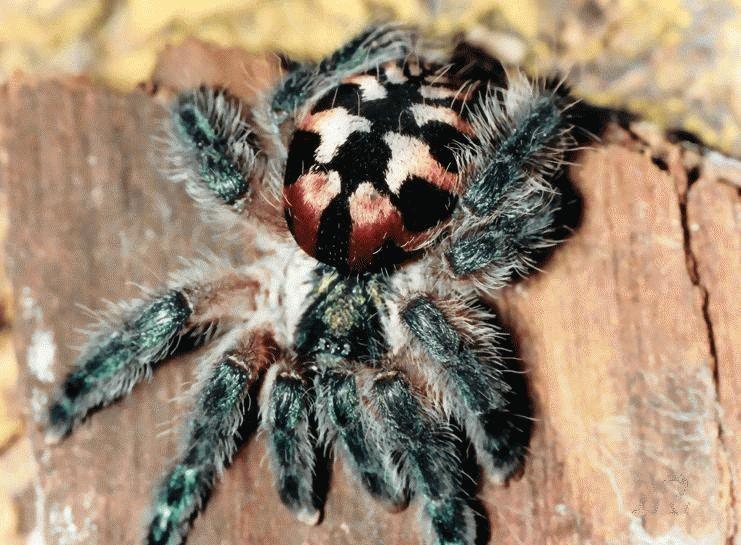 Seharga HP Flagship, 5 Tarantula Paling Mahal di Dunia