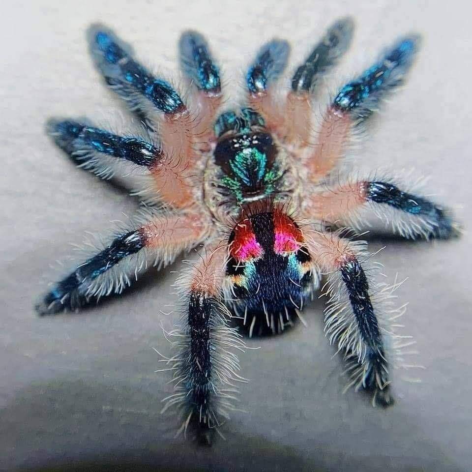Brazilian Jewel (timswww.com.au)