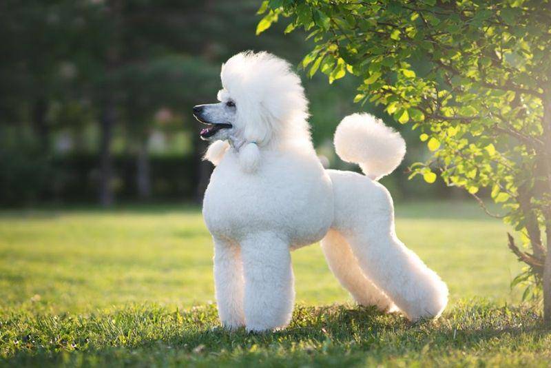 Poodle (a-z-animals.com)