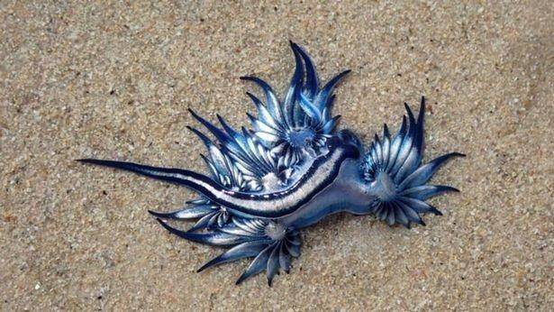 naga biru (indiatimes.com)
