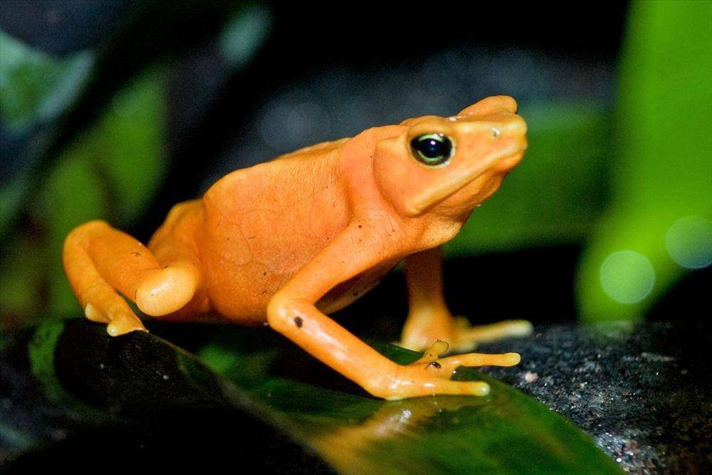 katak emas (torontozoo.com)