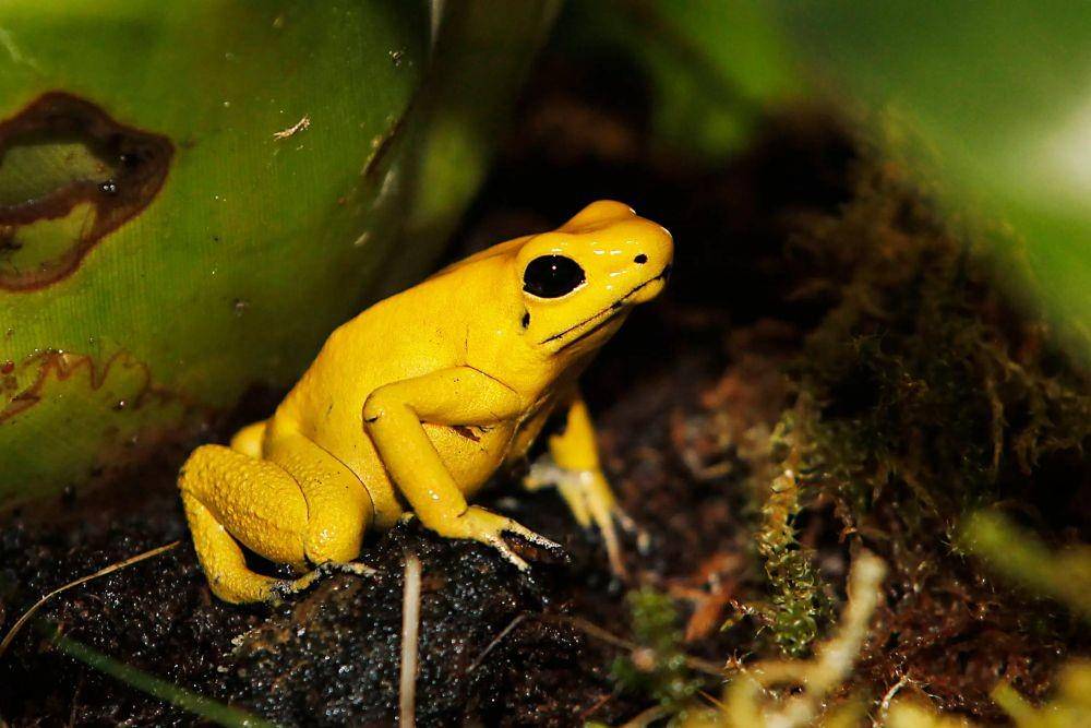 katak emas (cntraveller.com)