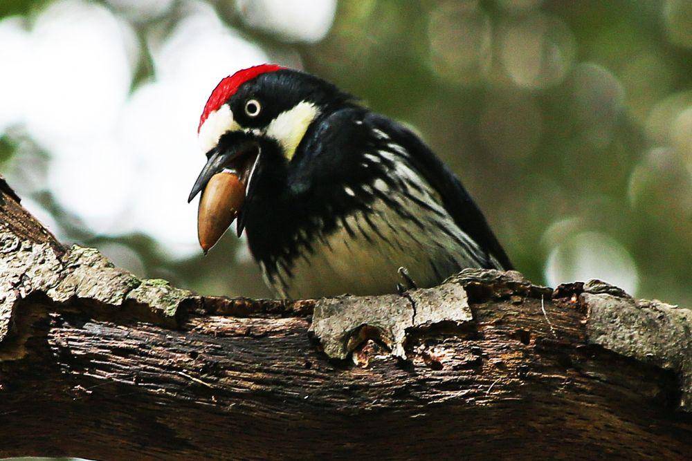 Seekor acorn woodpecker membawa biji pohon ek dengan paruhnya. (commons.wikimedia.org/Rennett Stowe)