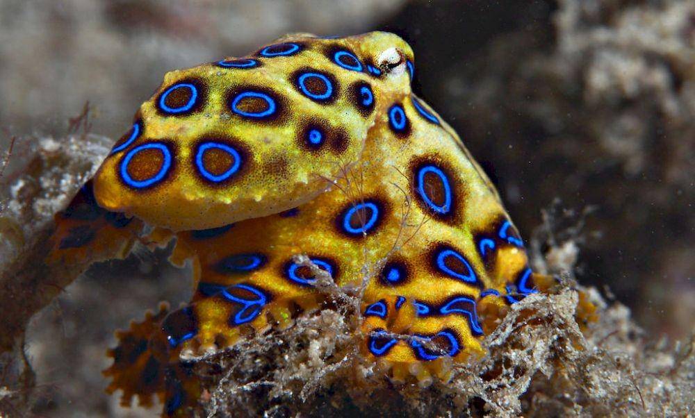 gurita cincin biru (divescotty.com)