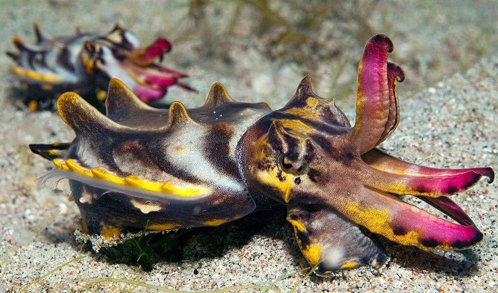 sotong flamboyan (australiangeographic.com.au)