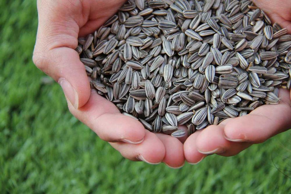 Camilan Gurih dan Bernutrisi, Ini 7 Manfaat Kuaci bagi Kesehatan