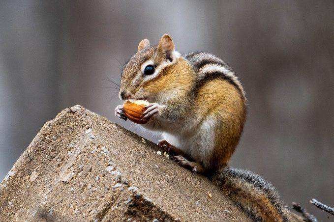 Seekor chipmunk tengah melahap sebiji kacang. (unsplash.com/jd_photo)