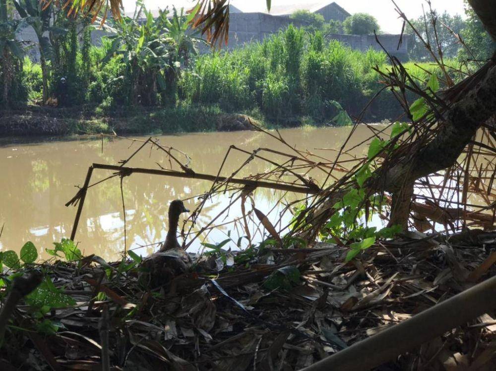 Upaya penangkapan buaya muara di Desa Lebih Kabupaten Gianyar. (Dok.IDN Times/BKSDA Bali)