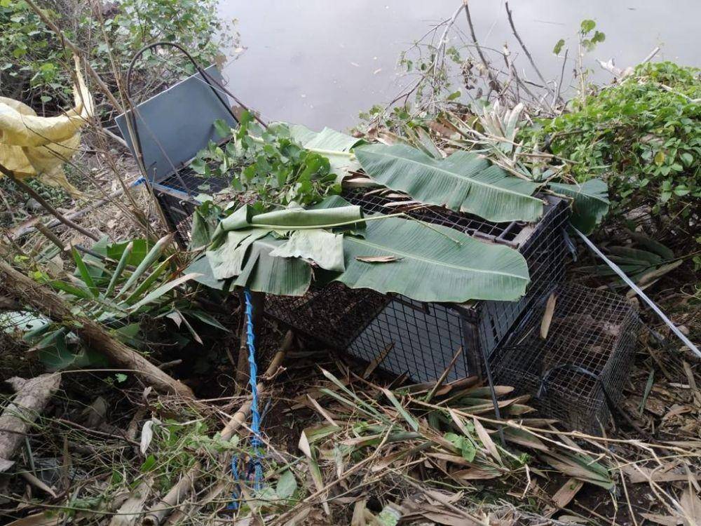 Upaya penangkapan buaya muara di Desa Lebih Kabupaten Gianyar. (Dok.IDN Times/BKSDA Bali)
