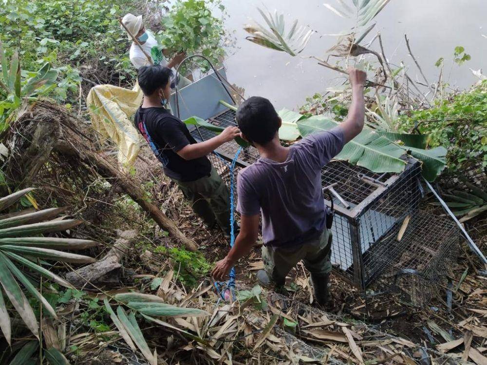 Upaya penangkapan buaya muara di Desa Lebih Kabupaten Gianyar. (Dok.IDN Times/BKSDA Bali)