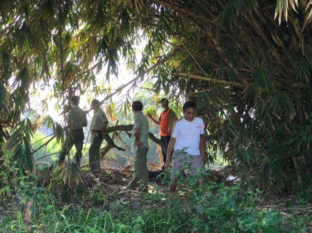 Upaya penangkapan buaya muara di Desa Lebih Kabupaten Gianyar. (Dok.IDN Times/BKSDA Bali)