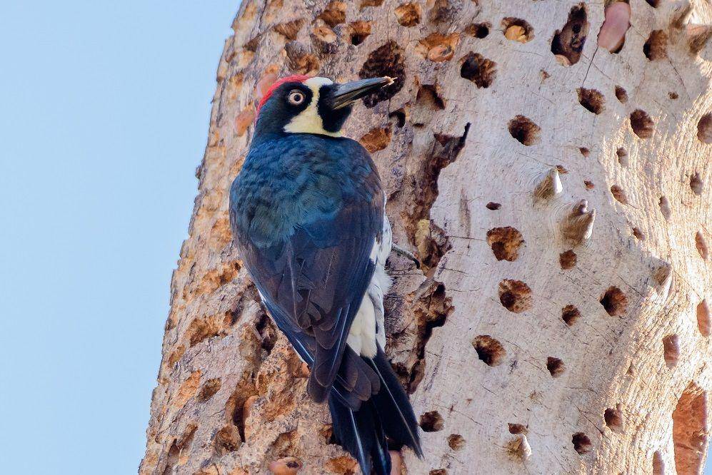Seekor acorn woodpecker sedang mematuki batang pohon. (commons.wikimedia.org/Becky Matsubara)