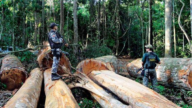 Operasi polisi federal Brasil dalam upaya menghentikan pembalakan liar. (Pres TV)