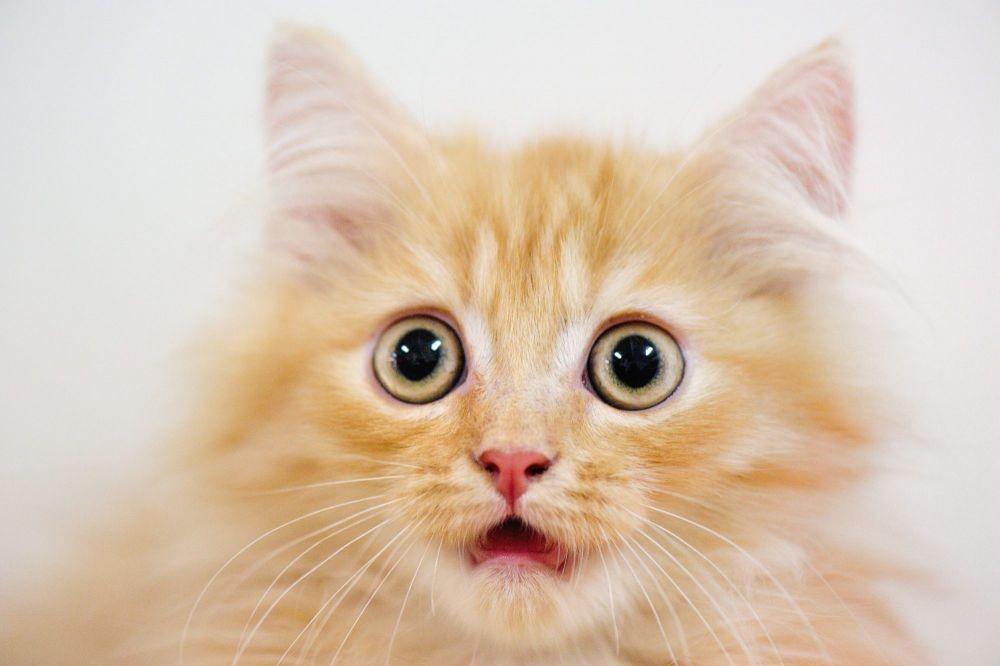 7 Hal Aneh yang Ditakuti Kucing, Bikin Lari Terbirit-birit!