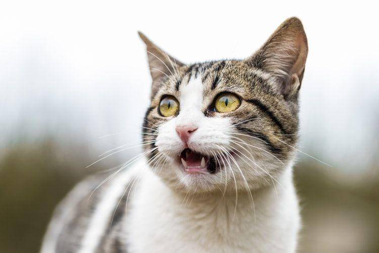 ilustrasi kucing takut (unsplash.com/Ariana Suarez)