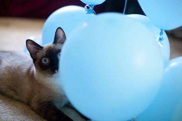 ilustrasi kucing dan balon (eatingrichly.com)