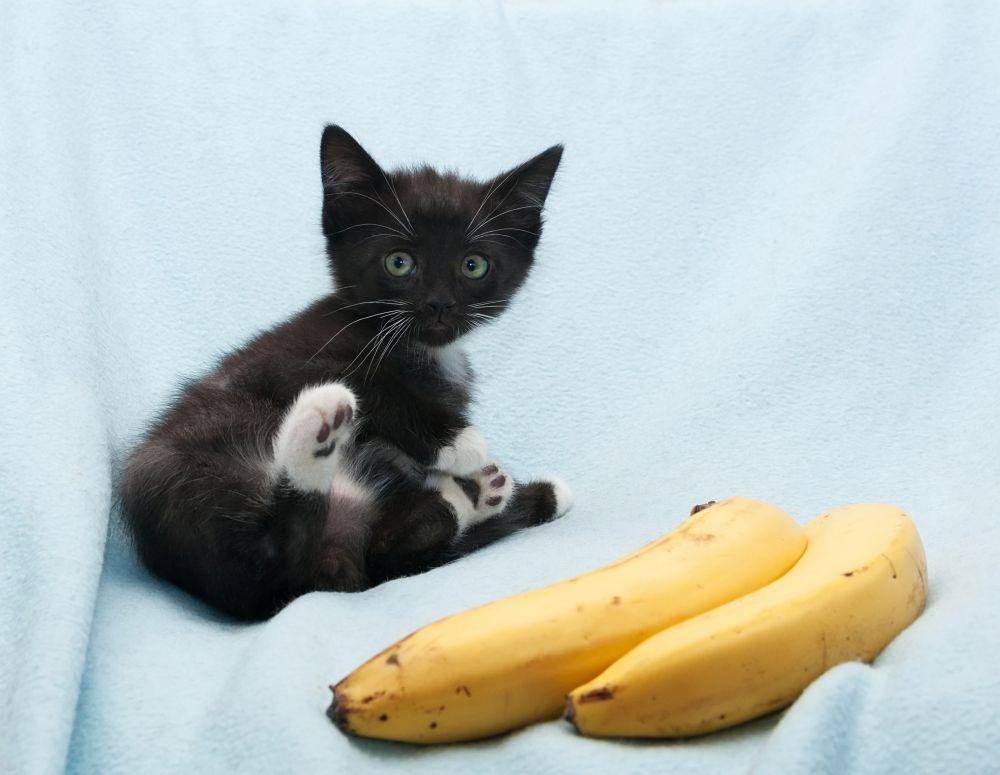 ilustrasi kucing dan pisang (cloudfront.net)