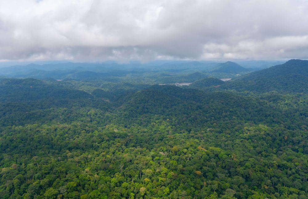 Pemandangan hutan hujan tropis di Gabon. (twitter.com/FSC_BassinCongo)