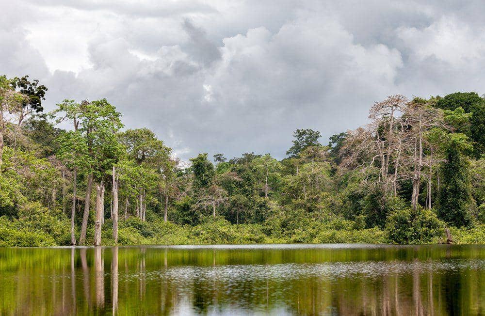 Gabon Dapat Hadiah Atas Keberhasilan Lindungi Hutan